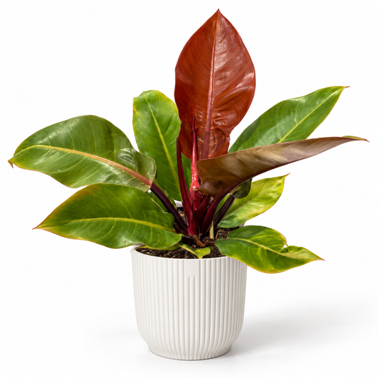 Philodendron Prince of Orange 14cm Houseplant