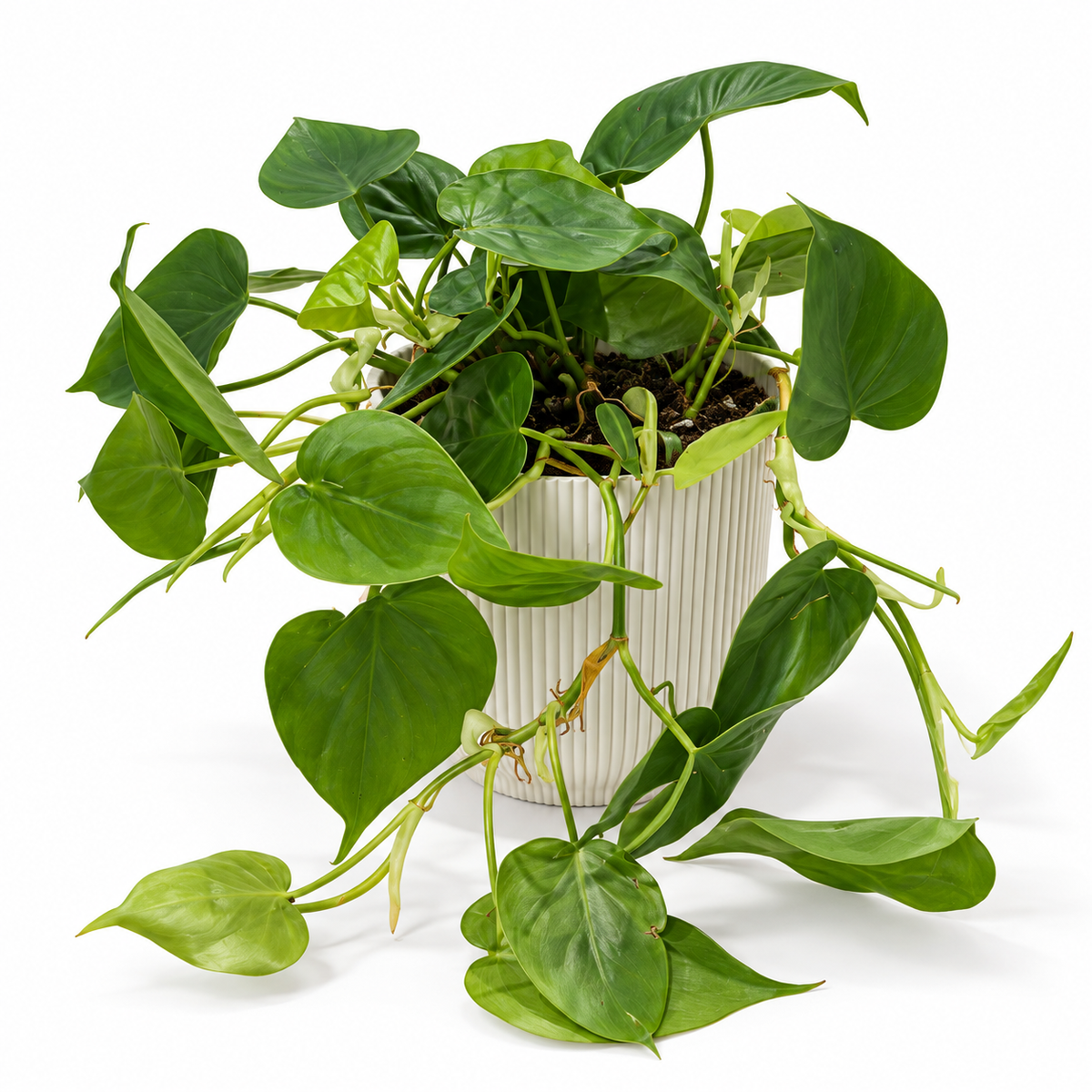 Philodendron Scandens 15cm Houseplant
