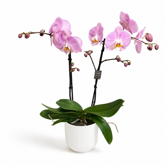 Phalanopsis Pink 12cm Houseplant