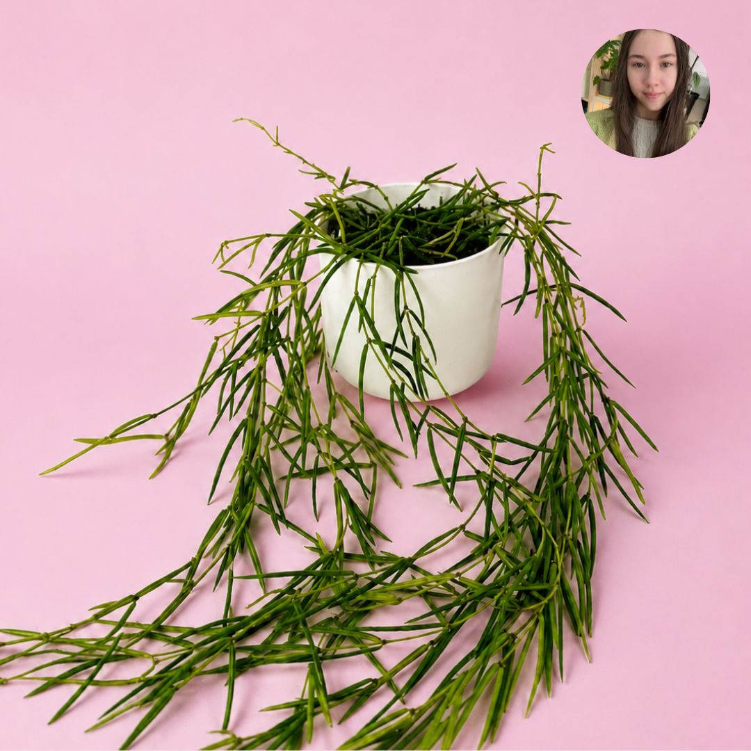 Hoya Linearis 14cm House plant