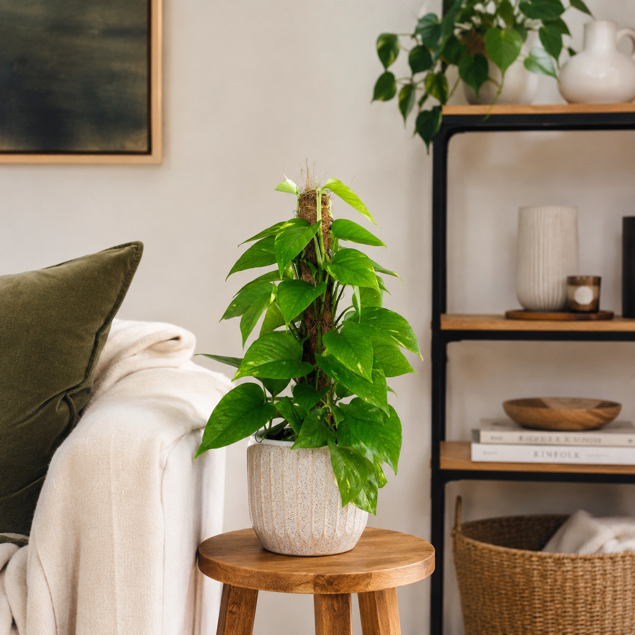 Golden Pothos 14cm Houseplant