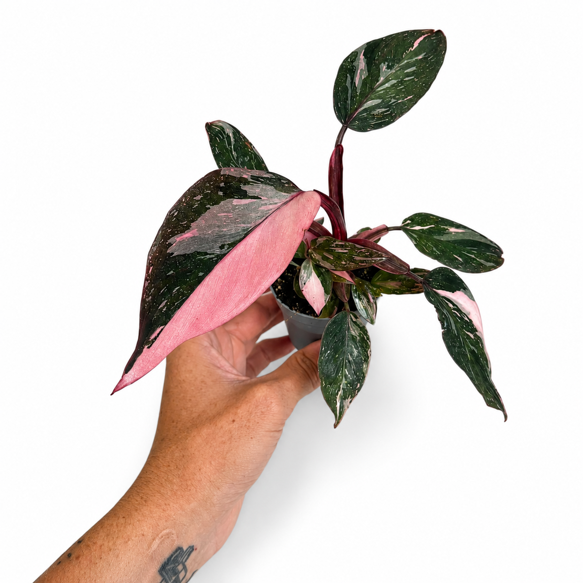 Mini plants Bundle - 6cm Plants