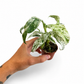 Mini plants Bundle - 6cm Plants