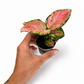 Mini plants Bundle - 6cm Plants