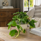 Philodendron Rio 12cm Houseplant