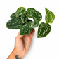 Mini plants Bundle - 6cm Plants