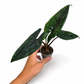 Mini plants Bundle - 6cm Plants