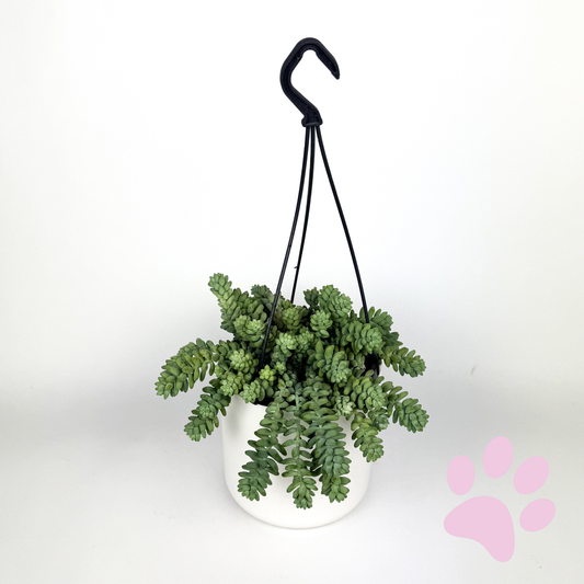 Sedum Burritto 12cm Houseplant