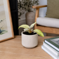Philodendron Snowdrift 12cm Houseplant