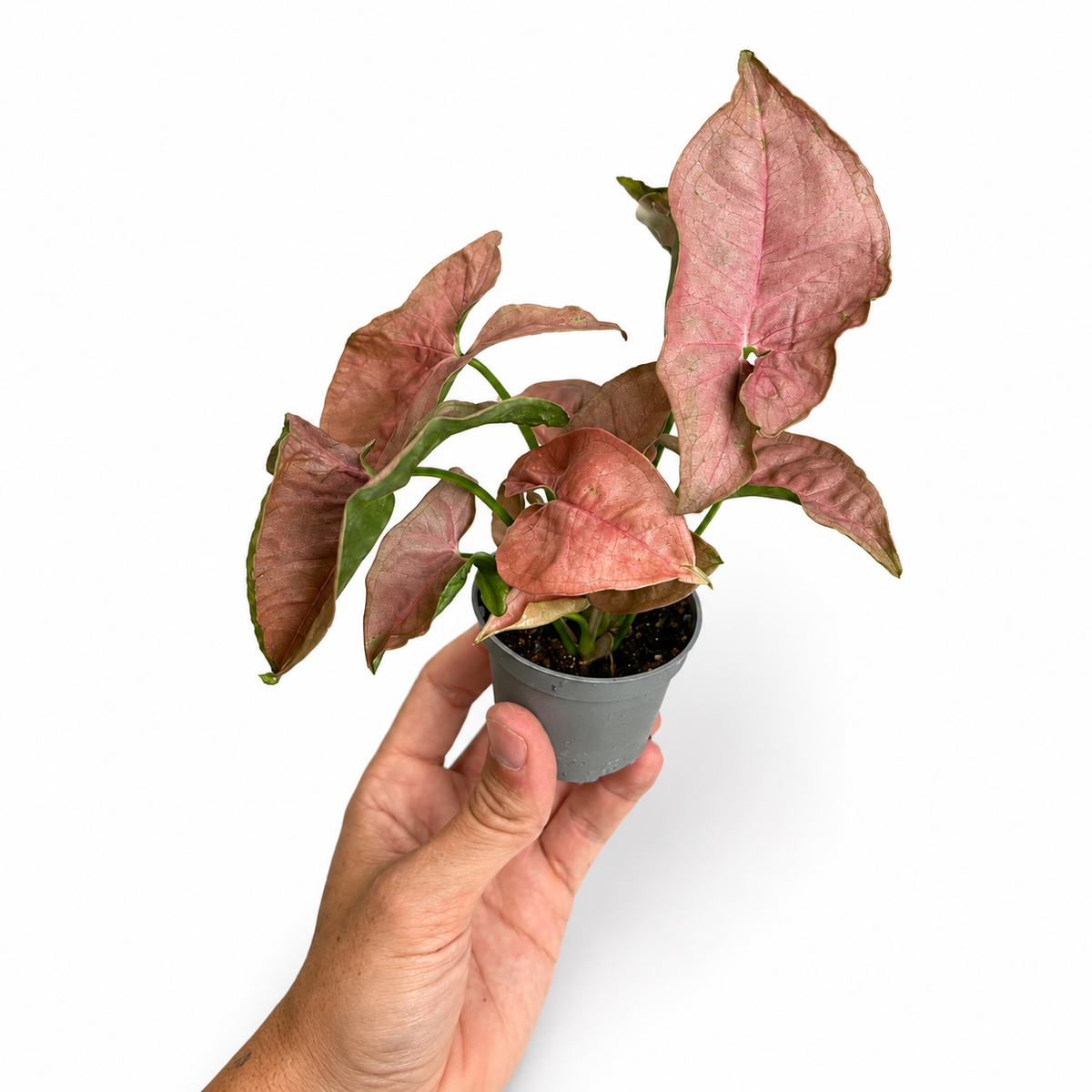 Mini plants Bundle - 6cm Plants