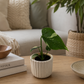 Mini Monstera Thai Constellation 6cm Houseplant
