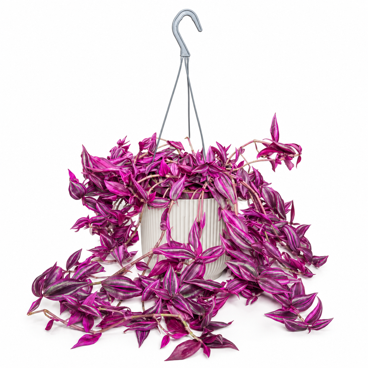 Tradescantia zebrina Pink Paradise 17cm Houseplant