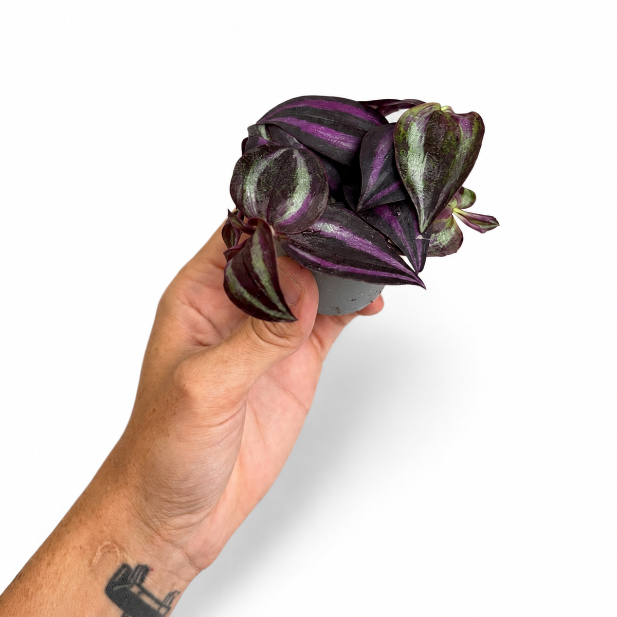 Mini plants Bundle - 6cm Plants