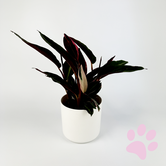 Calathea Triostar 14cm Houseplant