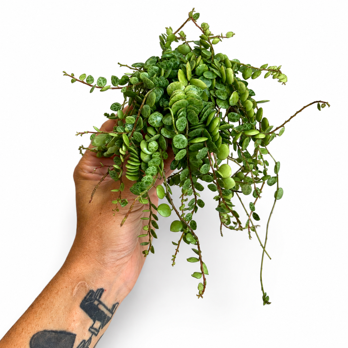 Mini plants Bundle - 6cm Plants