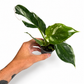 Mini plants Bundle - 6cm Plants