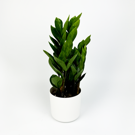 Zami Indoor 12cm Houseplant
