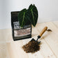 Premium Alocasia Blend