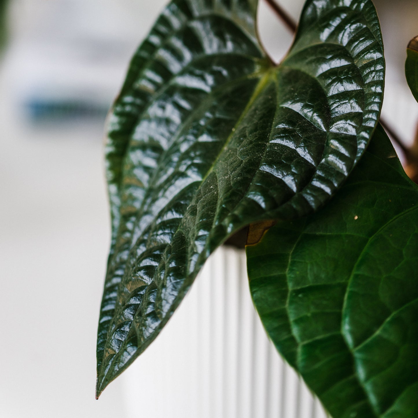 Premium Anthurium and Orchid Blend