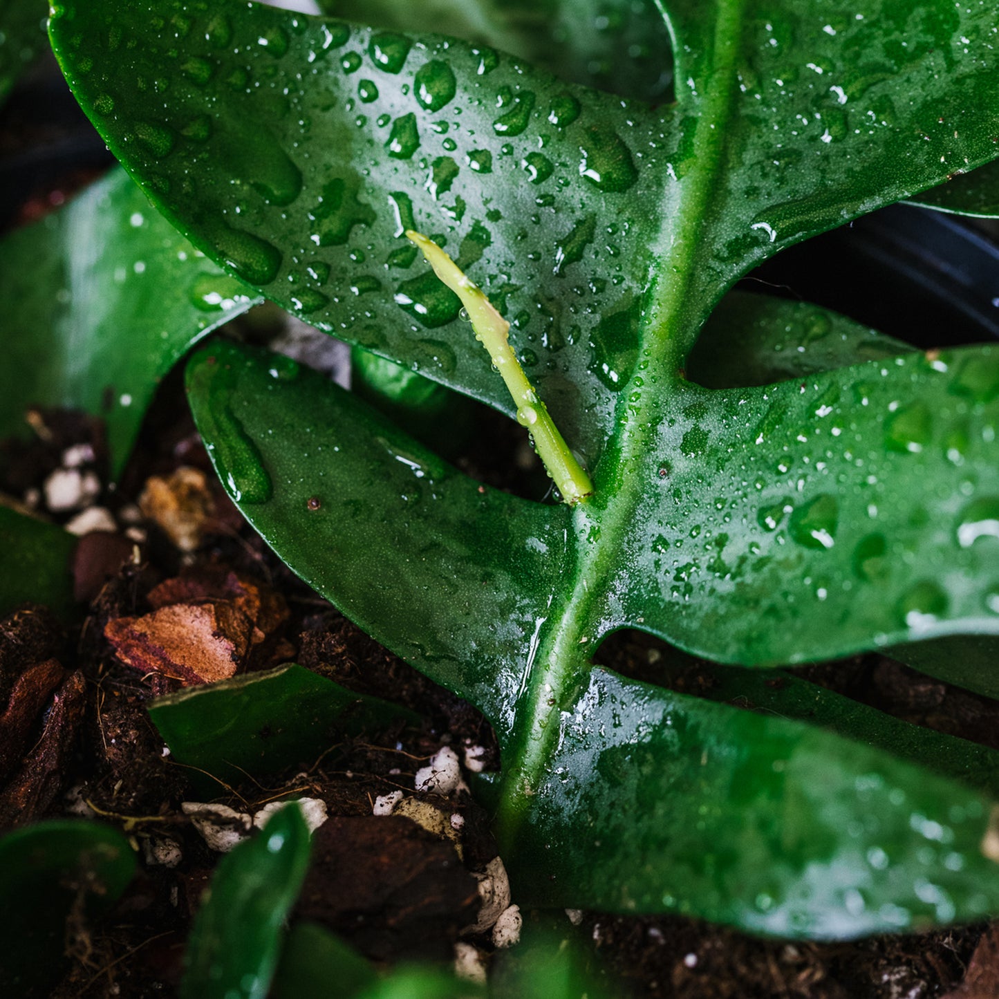 Premium Anthurium and Orchid Blend