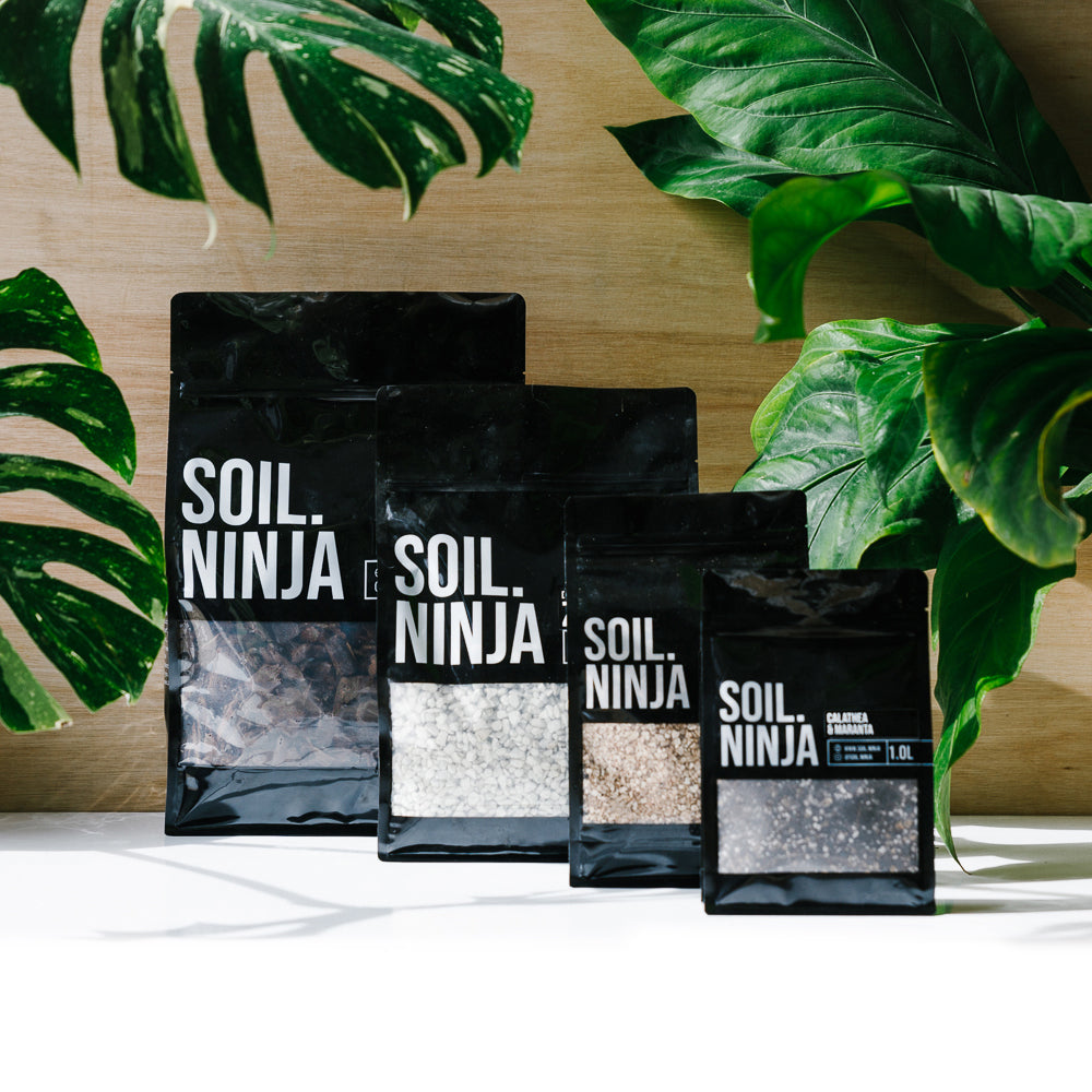 Premium Ficus Blend