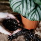 Premium Calathea & Maranta Blend