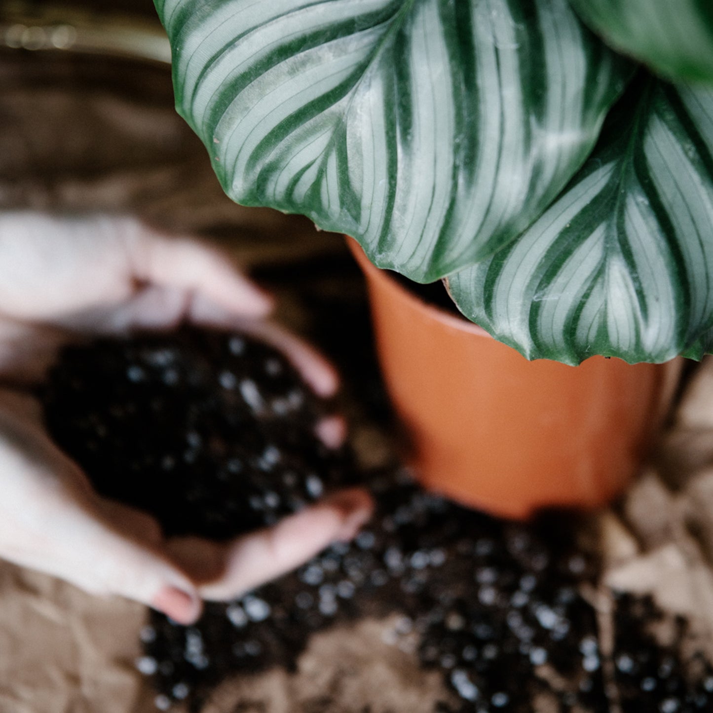 Premium Calathea & Maranta Blend