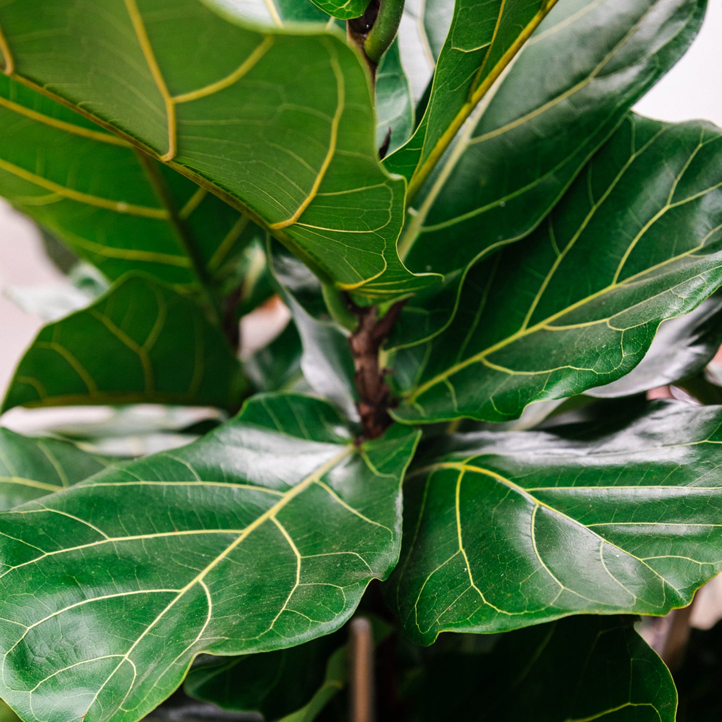 Premium Ficus Blend