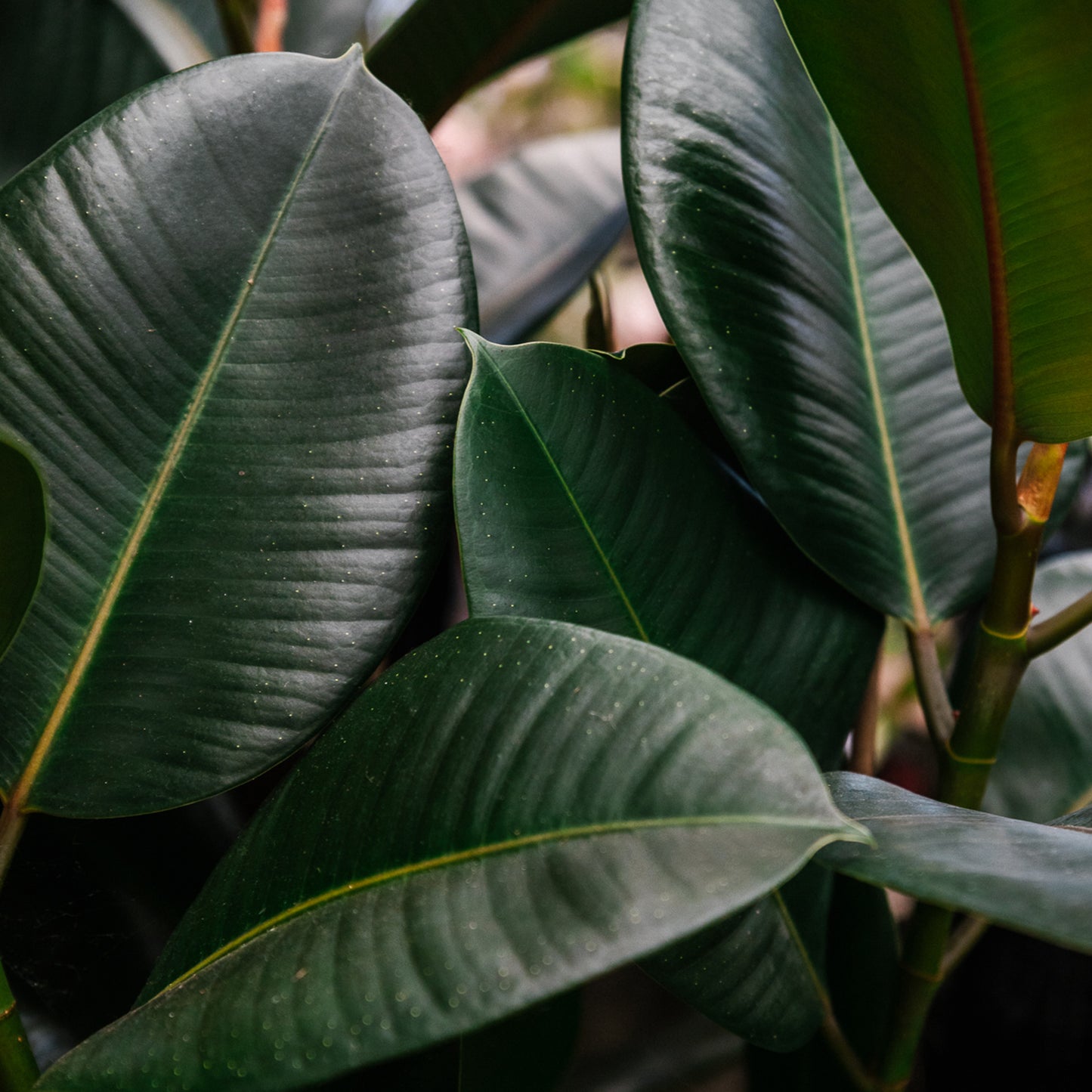 Premium Ficus Blend