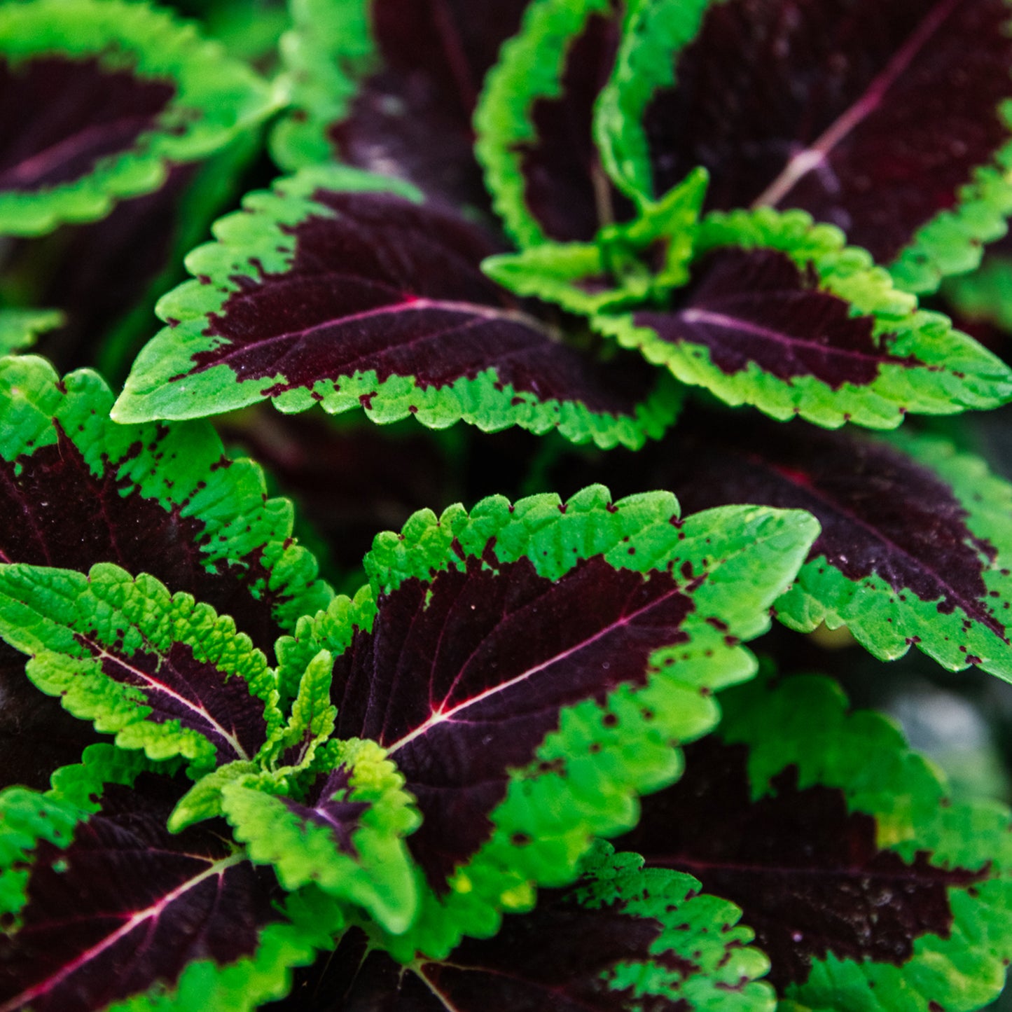 Premium Calathea & Maranta Blend