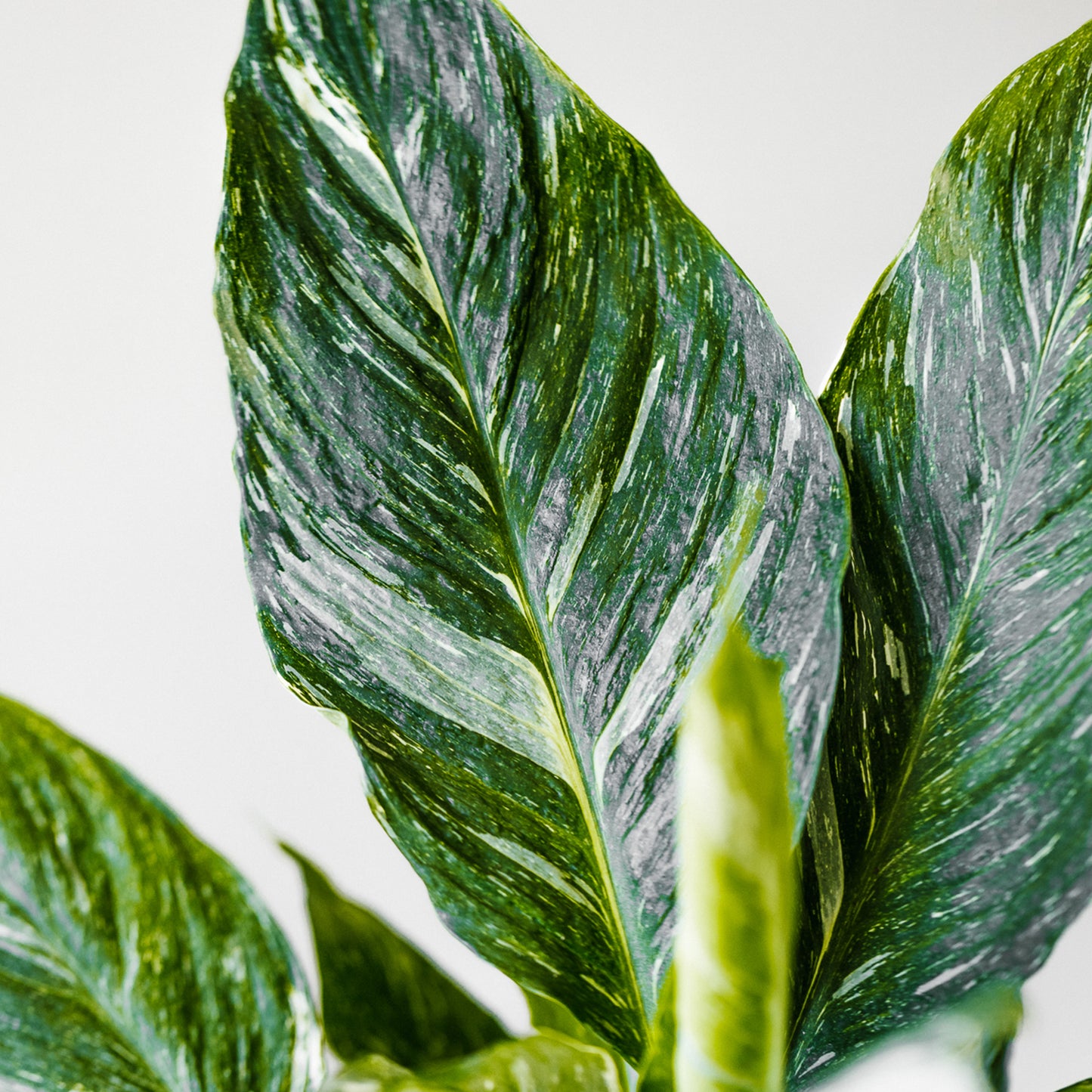 Premium Calathea & Maranta Blend