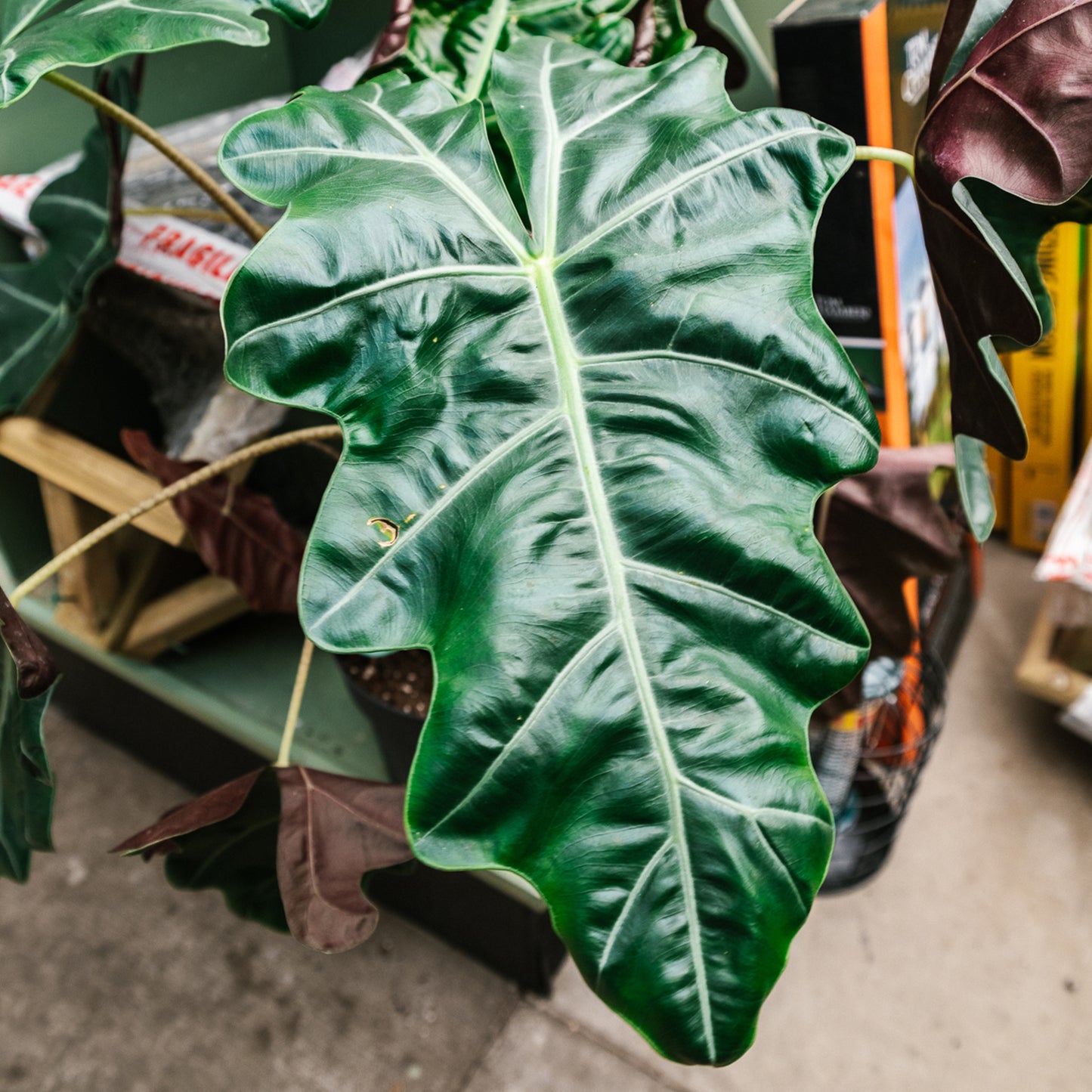 Premium Alocasia Blend