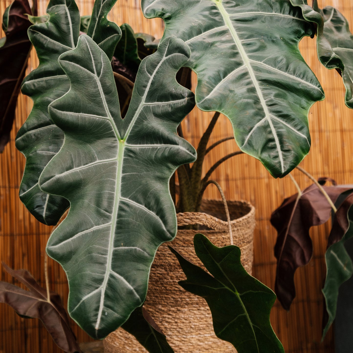 Premium Alocasia Blend