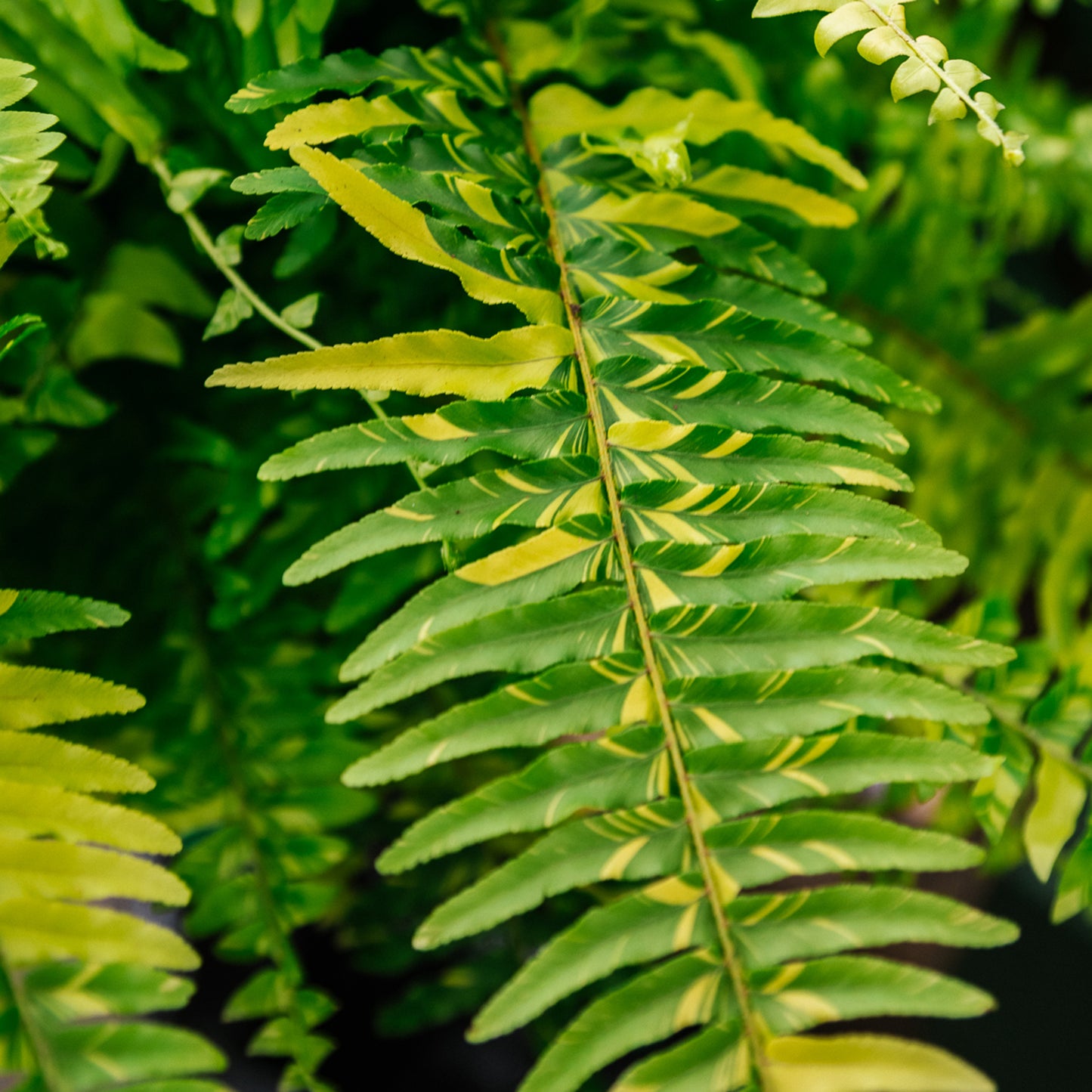 Premium Fern Blend