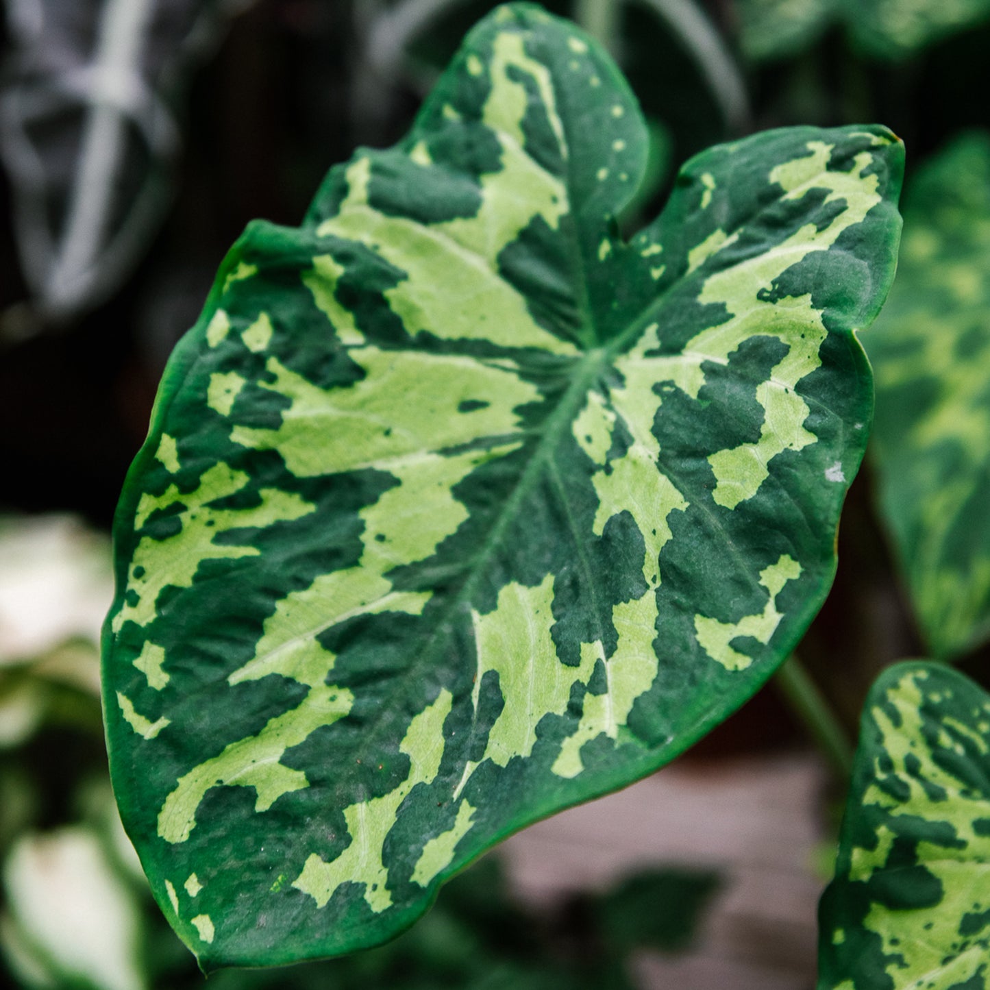 Premium Alocasia Blend