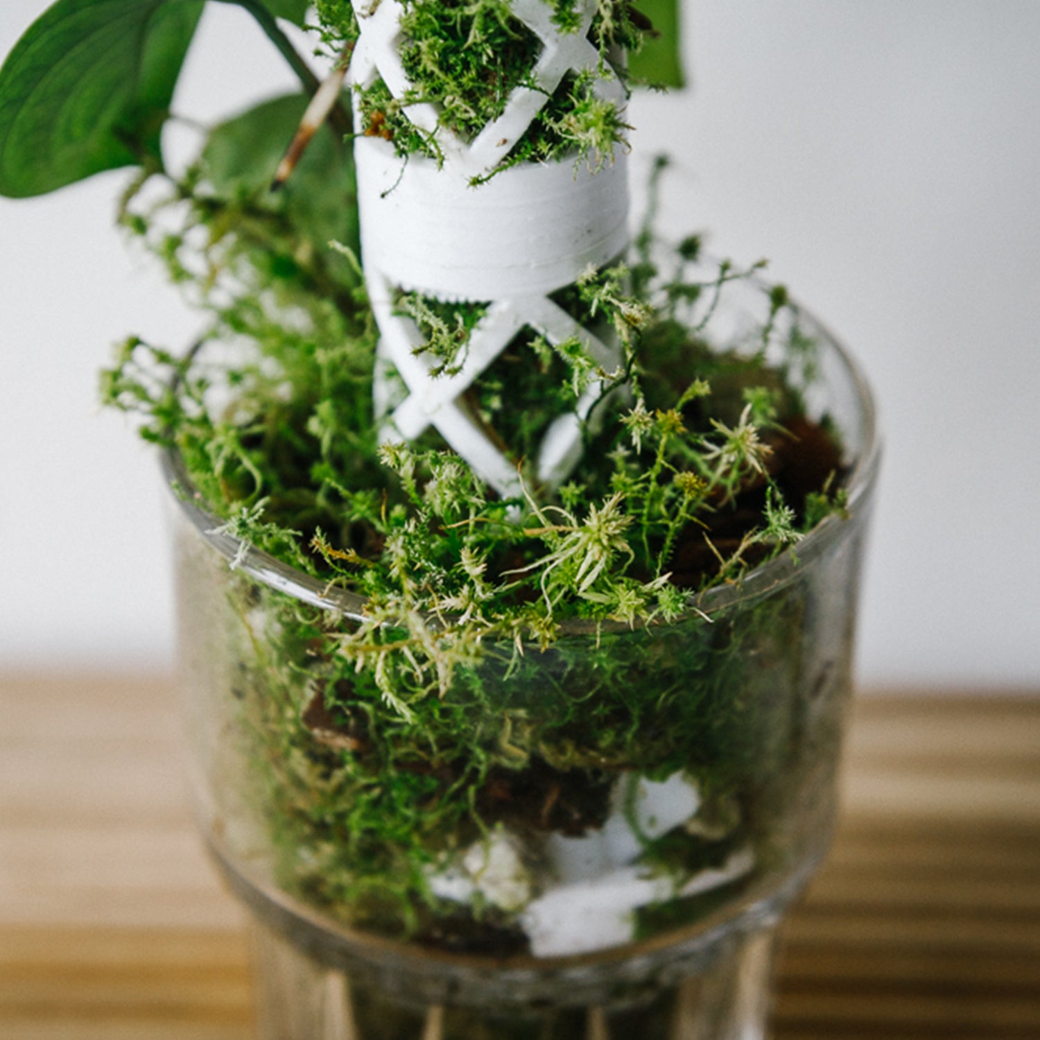 Sphagnum Moss – Soil Ninja