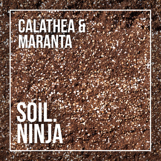 Premium Calathea & Maranta Blend