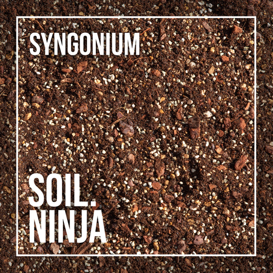 Premium Syngonium Blend